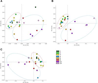 Using ‘Omic Approaches to Compare Temporal Bacterial Colonization of Lolium perenne, Lotus corniculatus, and Trifolium pratense in the Rumen